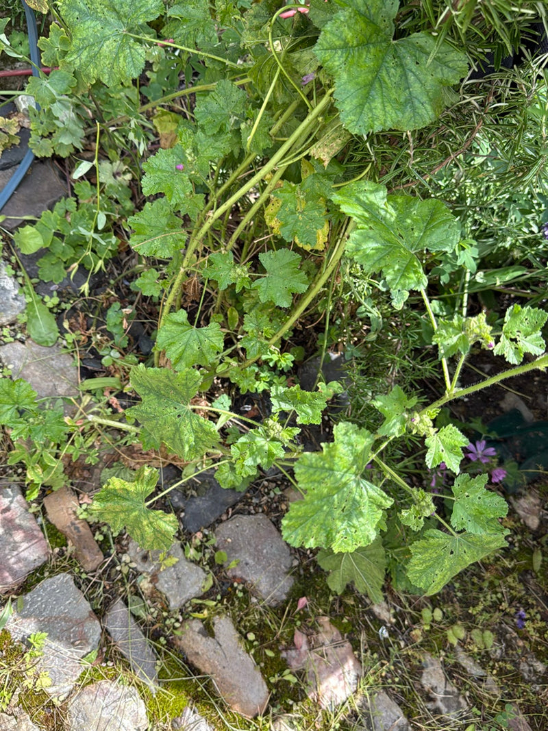malva — Bild 1