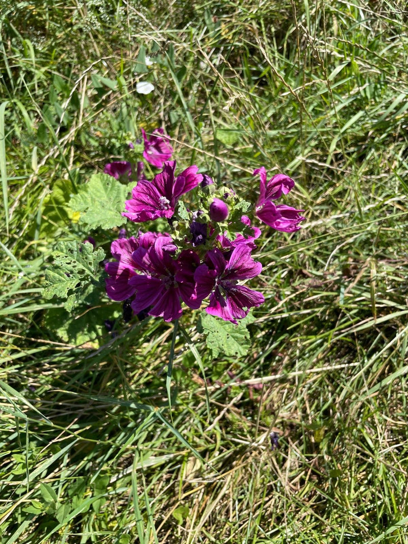 L'immagine mostra una malva selvatica in fiore con caratteristiche infusioni viola e foglie verdi che crescono in un prato.