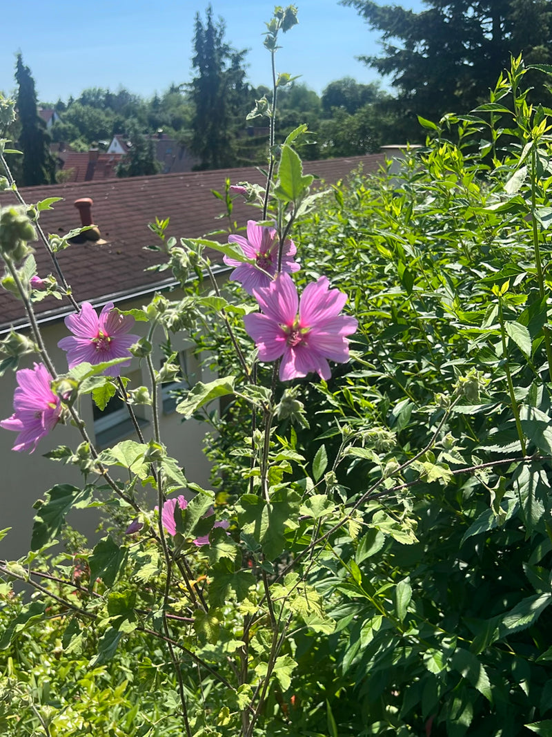 L'immagine mostra una malva selvatica in fiore con caratteristiche sfumature rosa. La pianta cresce in un giardino davanti a una siepe e edifici.