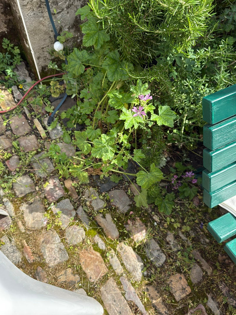 malva — Bild 3