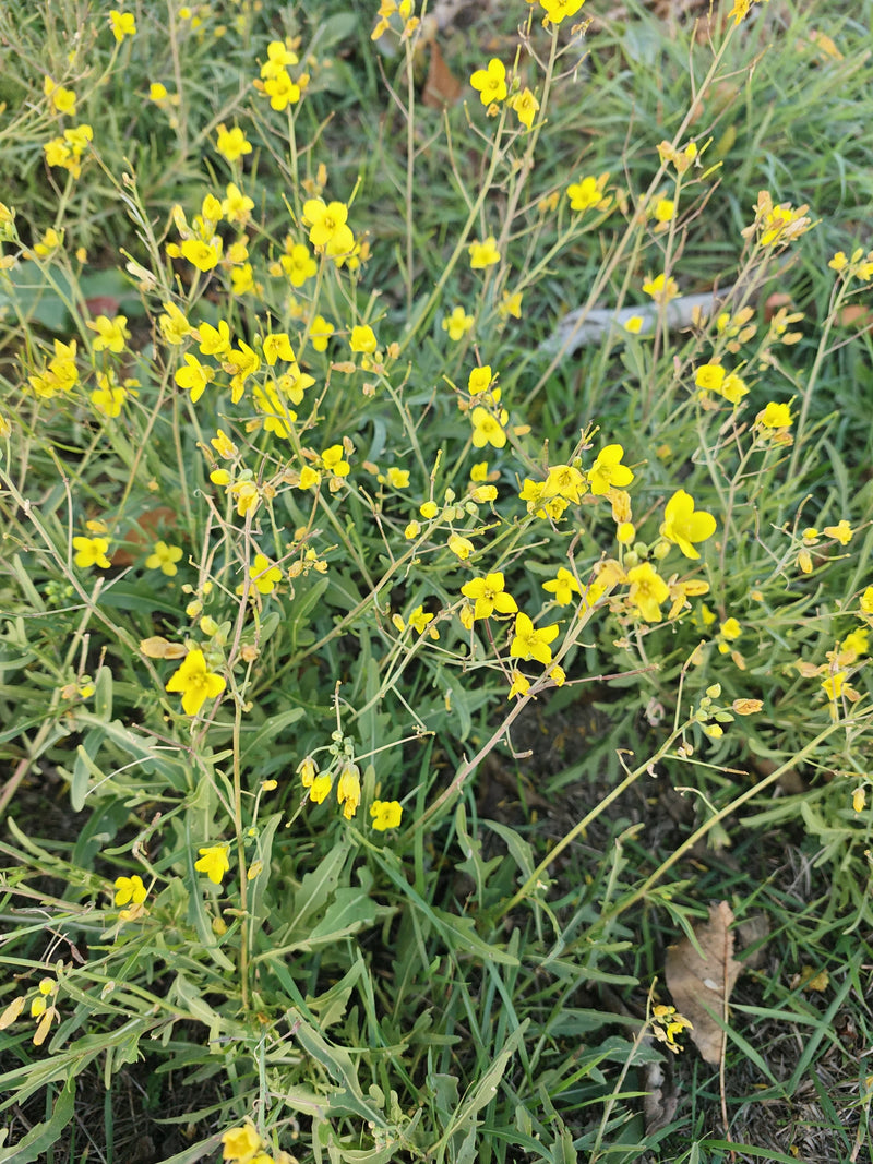 Razzo selvatico — foto 2 di 17