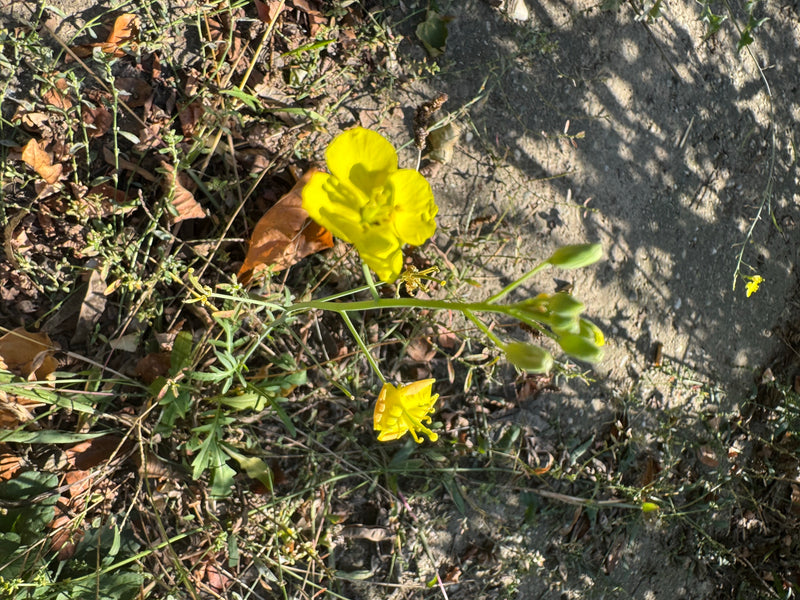 Una rucola selvatica in fiore con vivaci fiori gialli e boccioli su un terreno asciutto coperto di foglie.