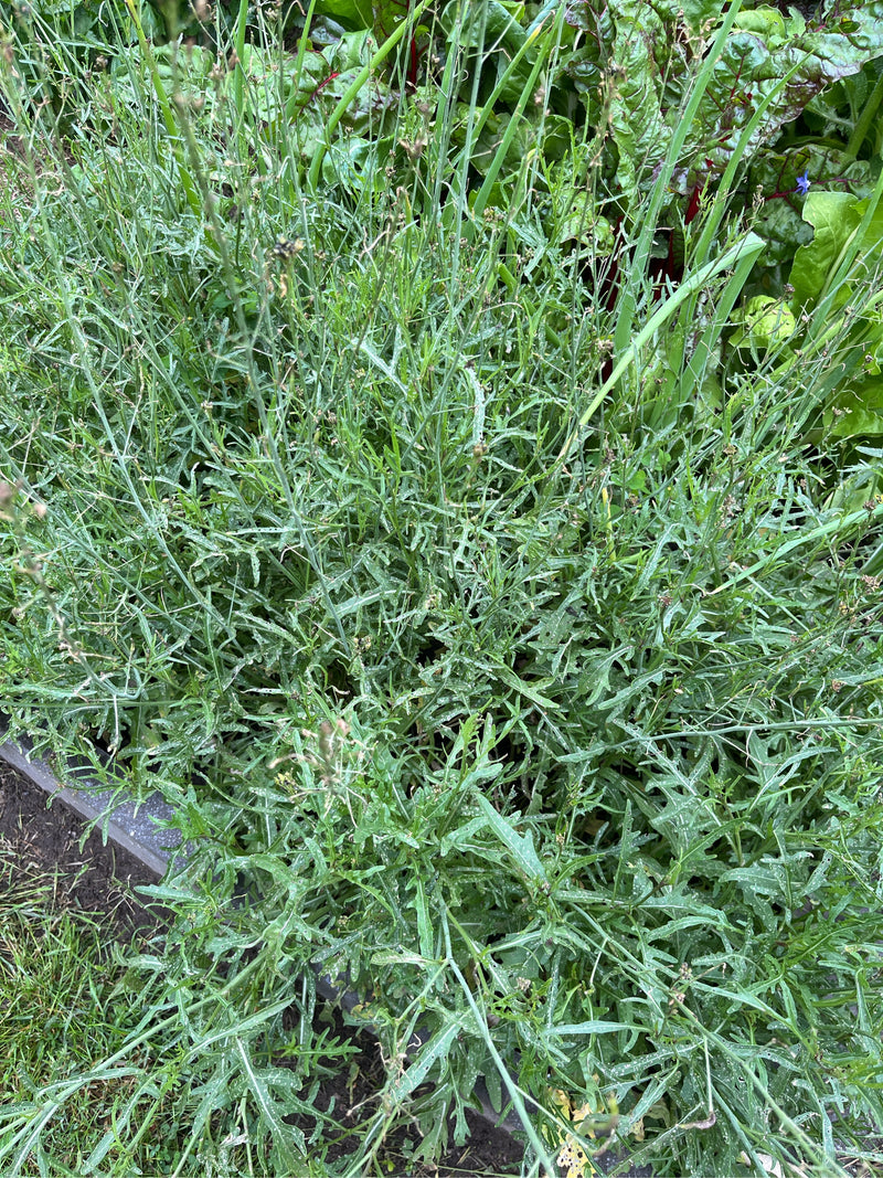 Si vede una pianta densa di ruchetta selvatica con le sue tipiche foglie profondamente lobate e steli sottili. Cresce in un'aiuola da giardino.
