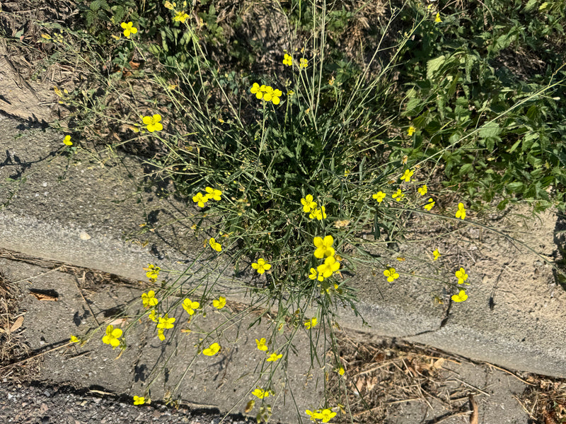 Un cespo fiorito di rucola selvatica cresce dalla fessura di un cordolo stradale.