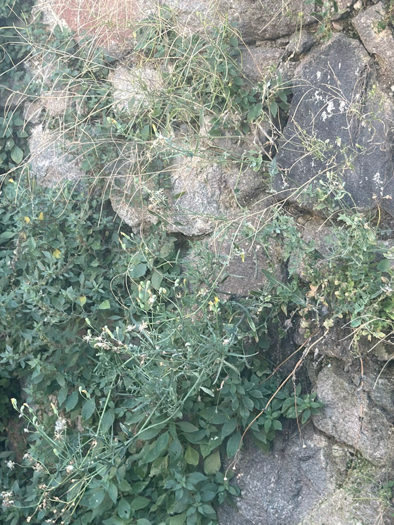 Si vede un ruchetta selvatica che cresce su un muro di pietra.