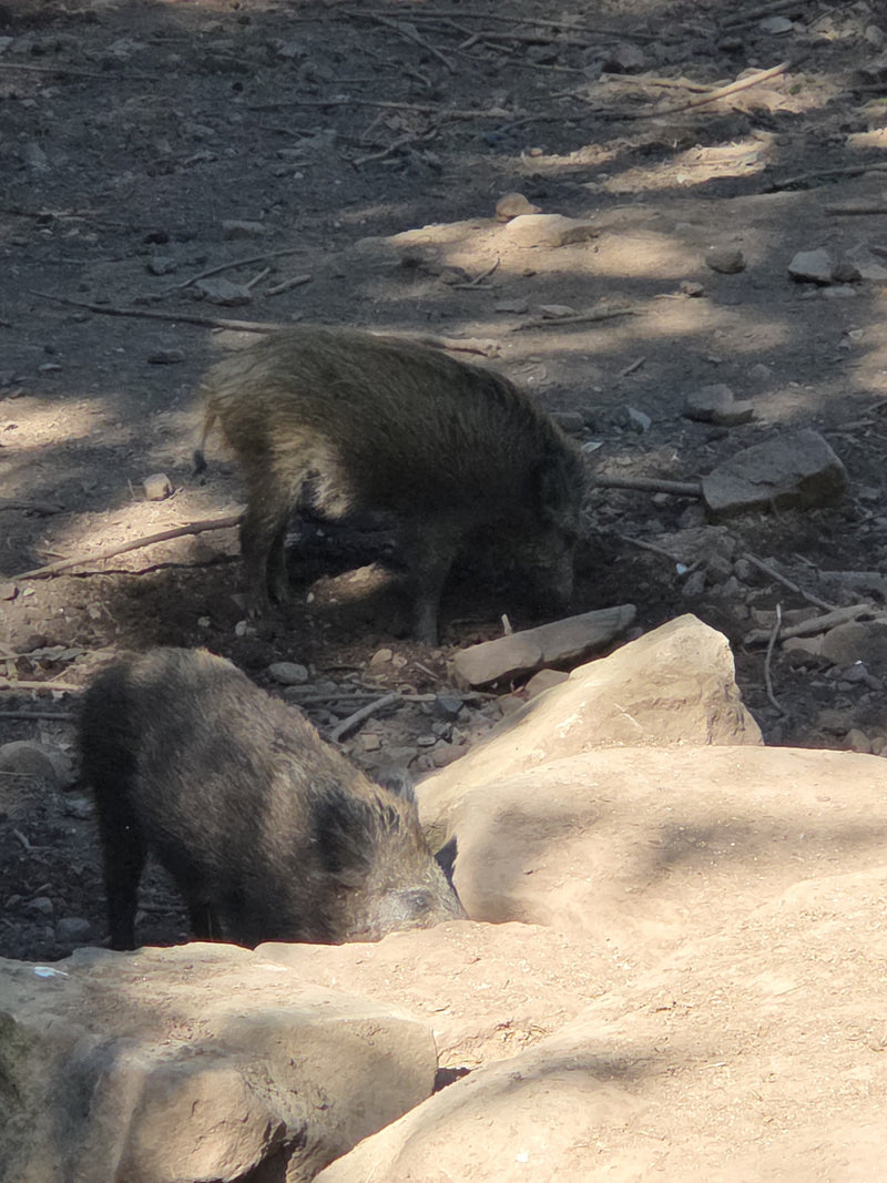 cinghiale — Bild 2