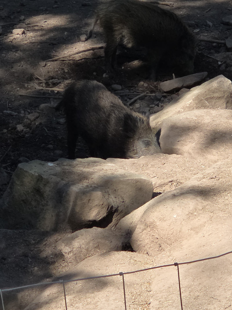 cinghiale — Bild 1