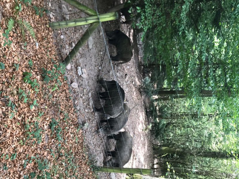 Diversi cinghiali camminano l'uno dietro l'altro su un terreno boscoso all'interno di un recinto. Una recinzione costeggia il percorso.