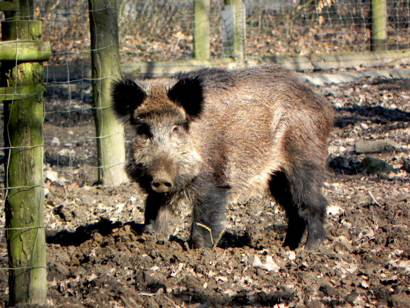Un cinghiale si trova frontalmente su un terreno fangoso in un recinto. Sul sfondo sono visibili pali di legno e una recinzione metallica.
