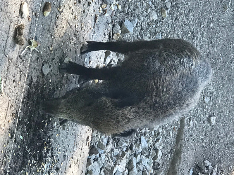 Un cinghiale si trova su un terreno pietroso, visto dall'alto. Sembra stia cercando cibo a terra.