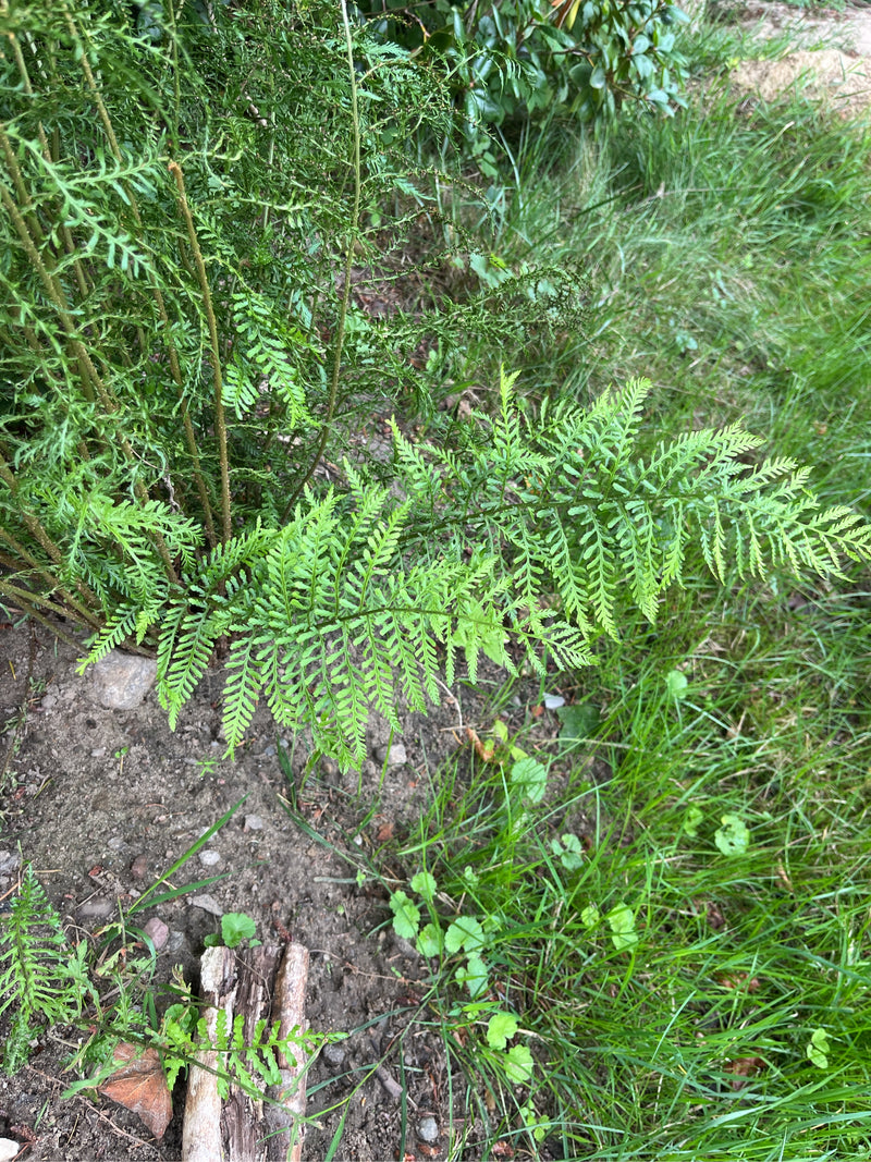 Si vede una felce affine appena spuntata che cresce su un terreno umido da giardino vicino a un'area erbosa.