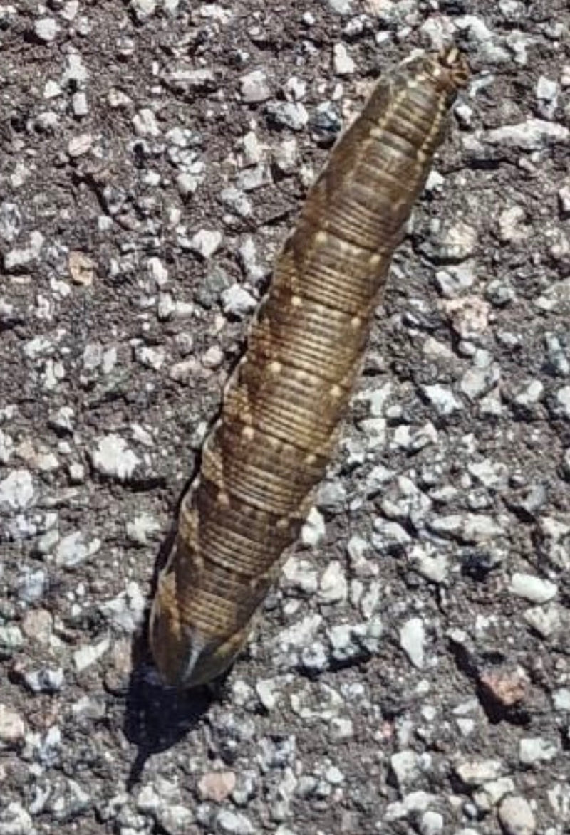 Un bruco marrone della sfinge del convolvolo striscia su un asfalto grezzo.