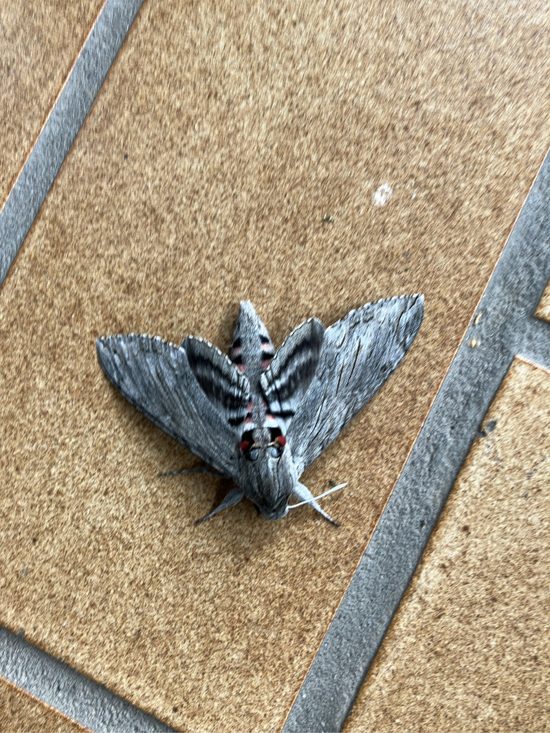 Gloria del mattino Falcofalena — foto 5 di 21