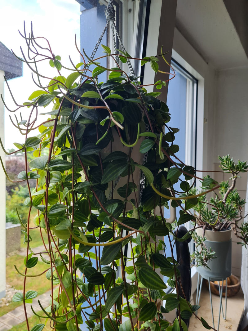 Peperomia angolare — Bild 1