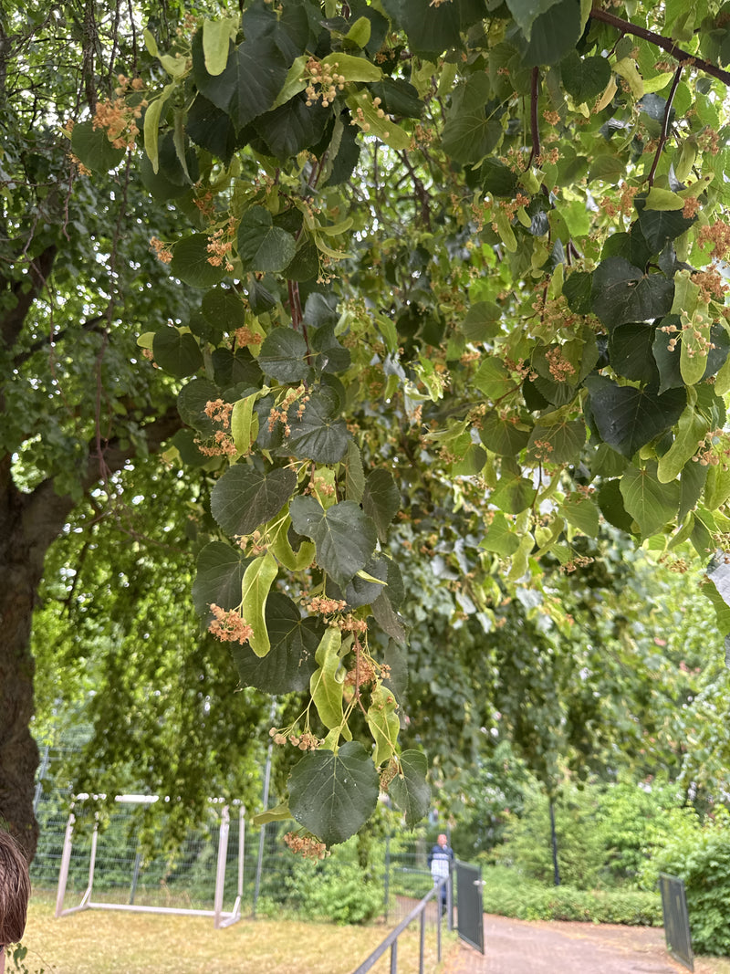 L'immagine mostra le tipiche foglie a forma di cuore e le infiorescenze di un tiglio selvatico su un albero. Sul sfondo si vede un parco verde con un sentiero.