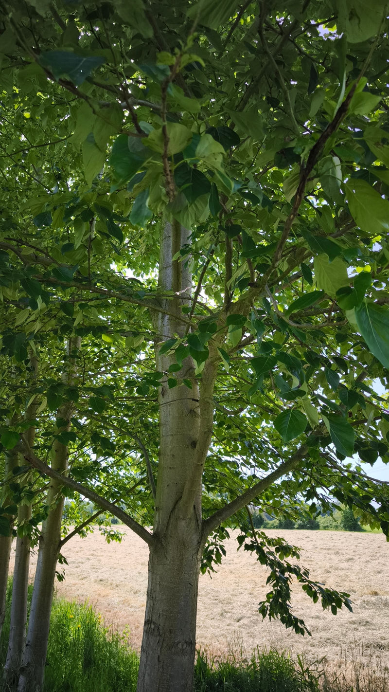 L'immagine mostra il tronco e la chioma ramificata di un tiglio riccio in un ambiente naturale ai margini di un prato. Le foglie verdi e i rami sono chiarame...