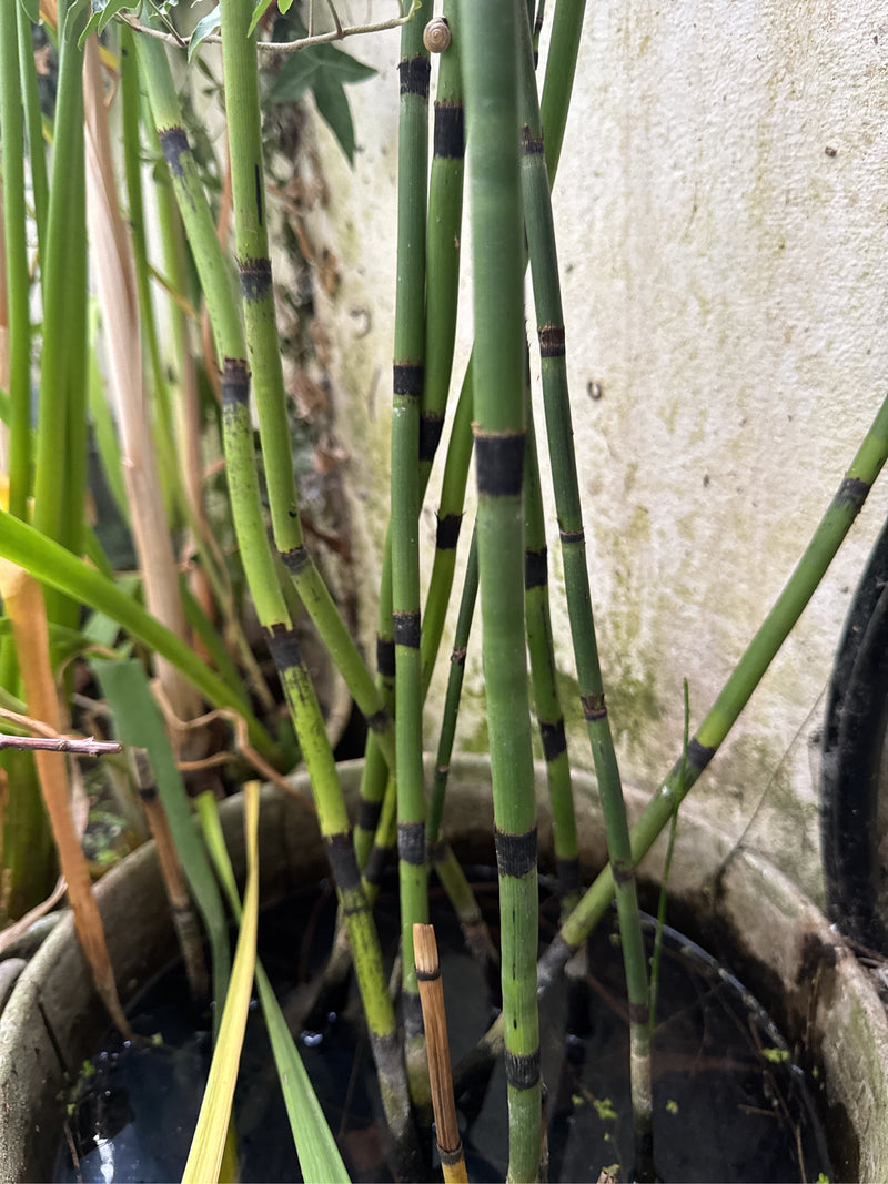 Diversi fusti eretti e verde scuro di equiseto d'inverno con caratteristiche guaine nere crescono in un contenitore d'acqua contro un muro.