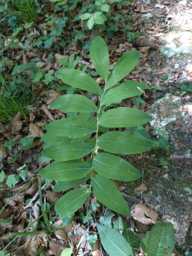 Radice bianca profumata — Bild 1