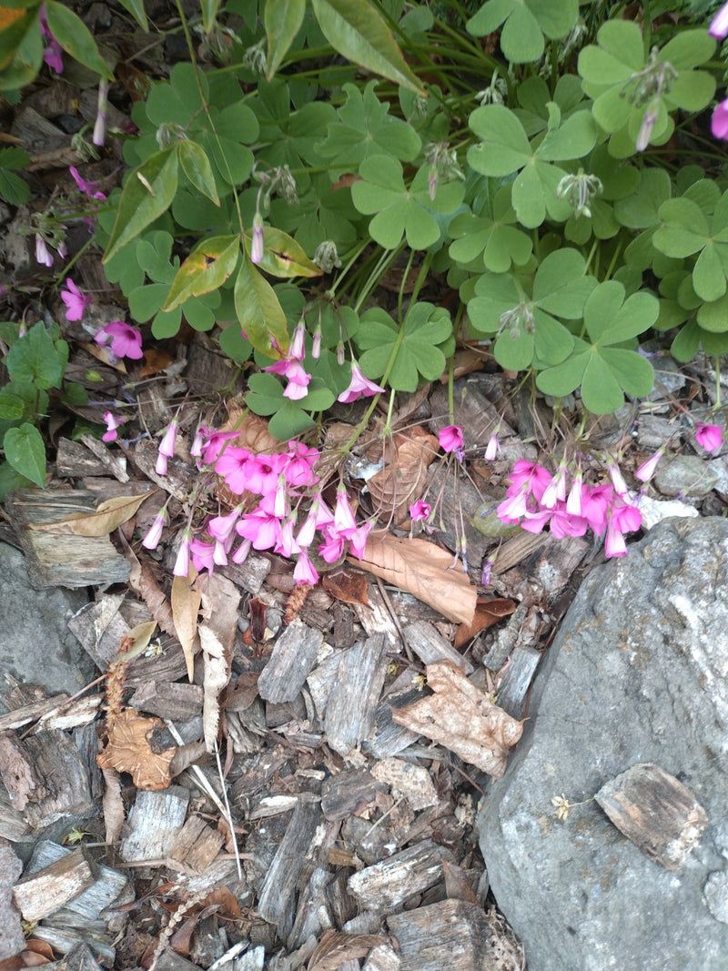 Acetosa profumata — Bild 1