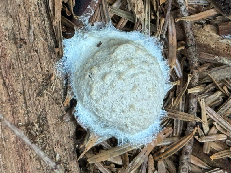 Un etalio biancastro e argenteo di Reticularia lycoperdon si trova su legno morto e aghi di conifera.