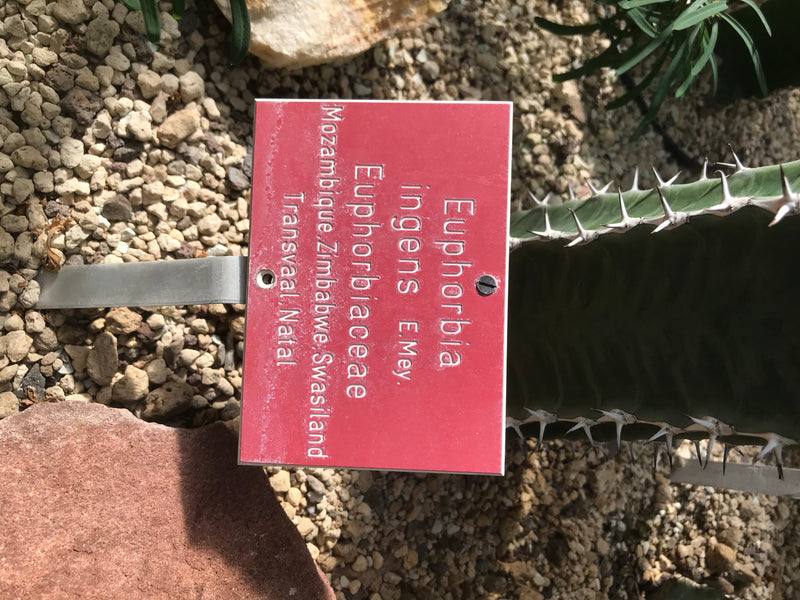 L'immagine mostra un cartello informativo rosso accanto a un'euforbia (Euphorbia ingens). Il cartello è montato su un'asta di metallo in un terreno ghiaioso.
