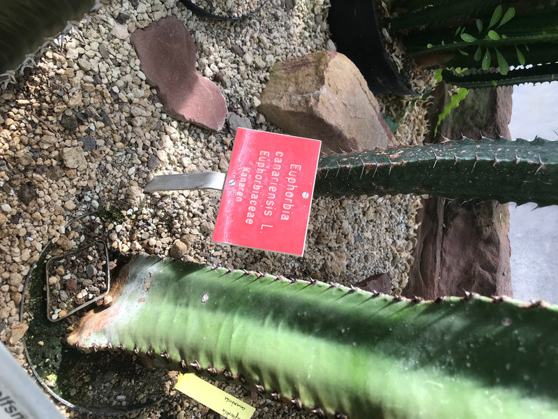 L'immagine mostra un'euforbia delle Canarie (Euphorbia canariensis) carnosa e colonnare con spine in un letto di ghiaia. Accanto c'è un cartello rosso con il...