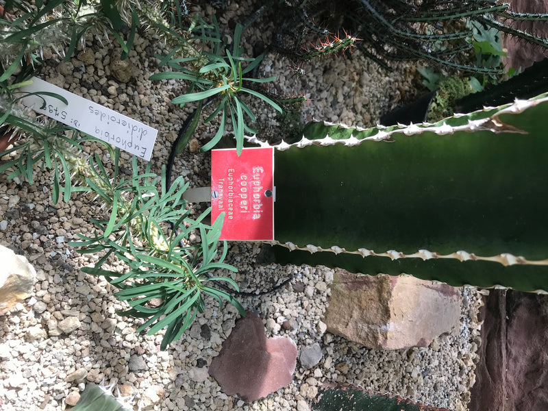 Diverse specie di euforbia crescono su un letto di ghiaia chiara in un giardino. Si vedono germogli succulenti e foglie verdi.