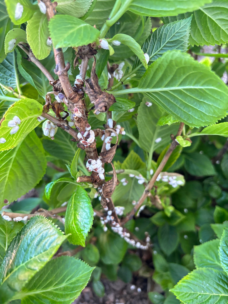 Cocciniglia lanosa dell'ortensia — Bild 1