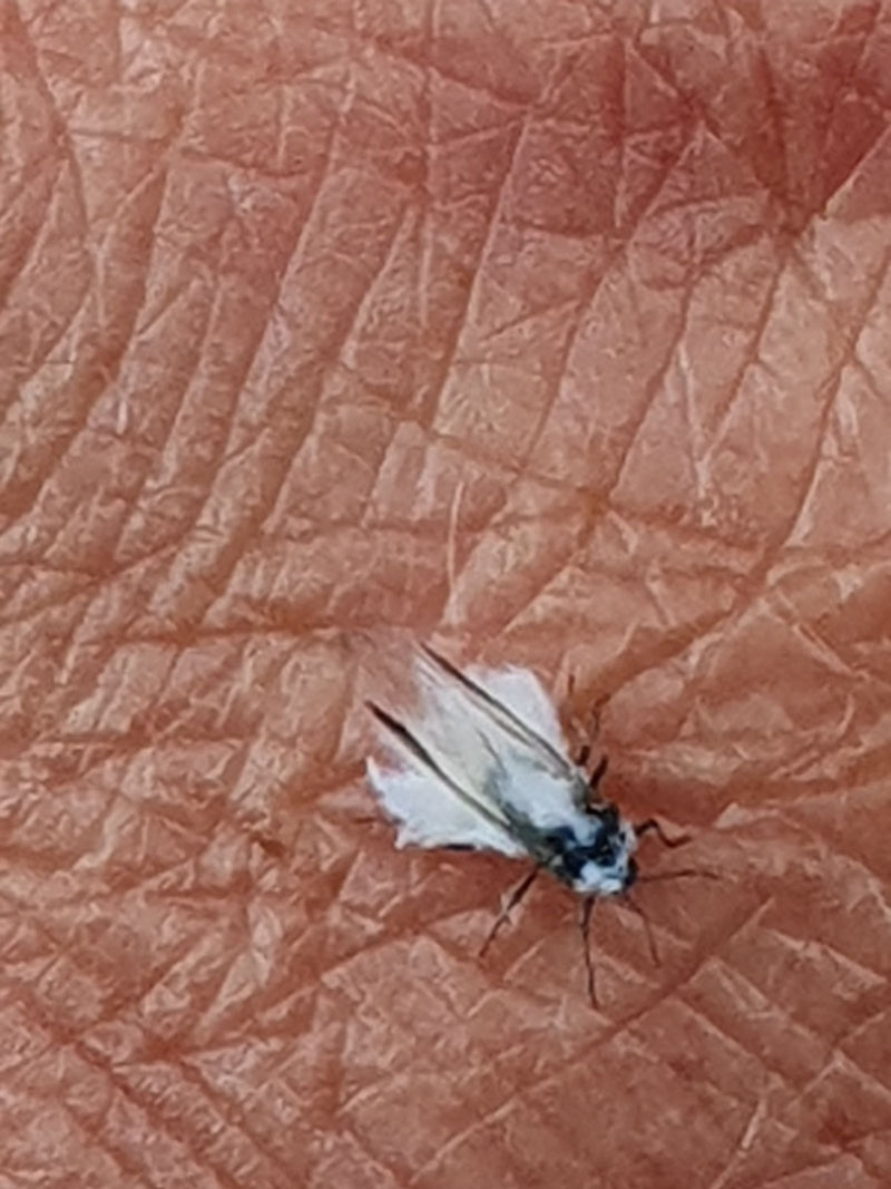 Cocciniglia lanosa — Bild 1