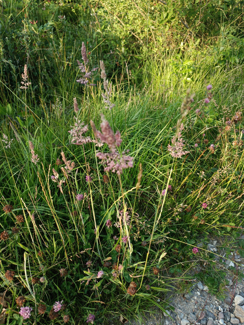 Erba lanosa di miele — Bild 1