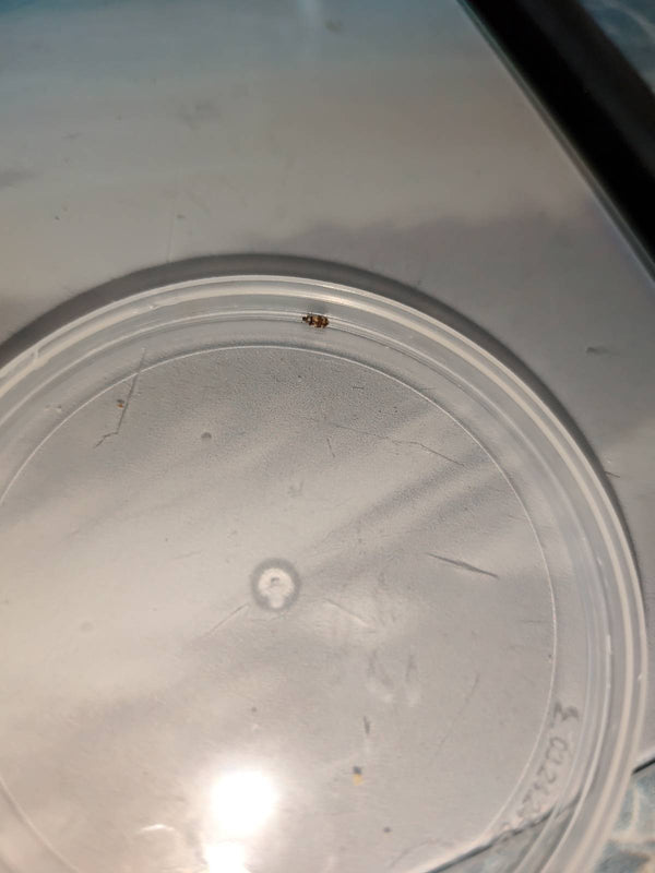 Un coleottero delle granaglie è seduto su un coperchio di plastica chiaro. L'insetto appare relativamente piccolo a causa dello scatto a distanza.