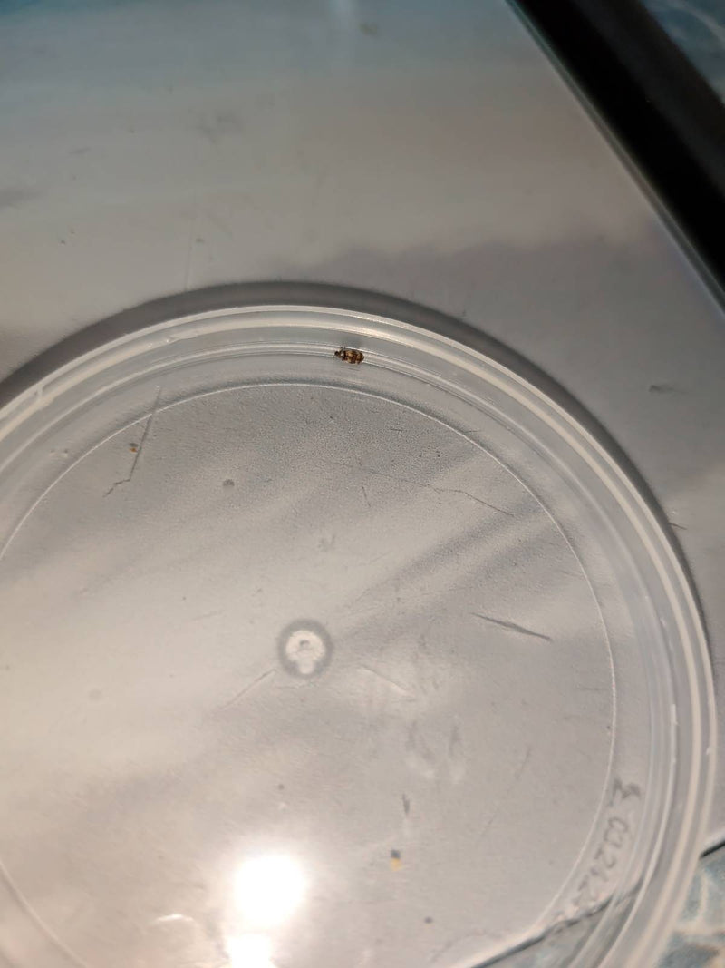 Coleotteri da museo o da gabinetto — Bild 3