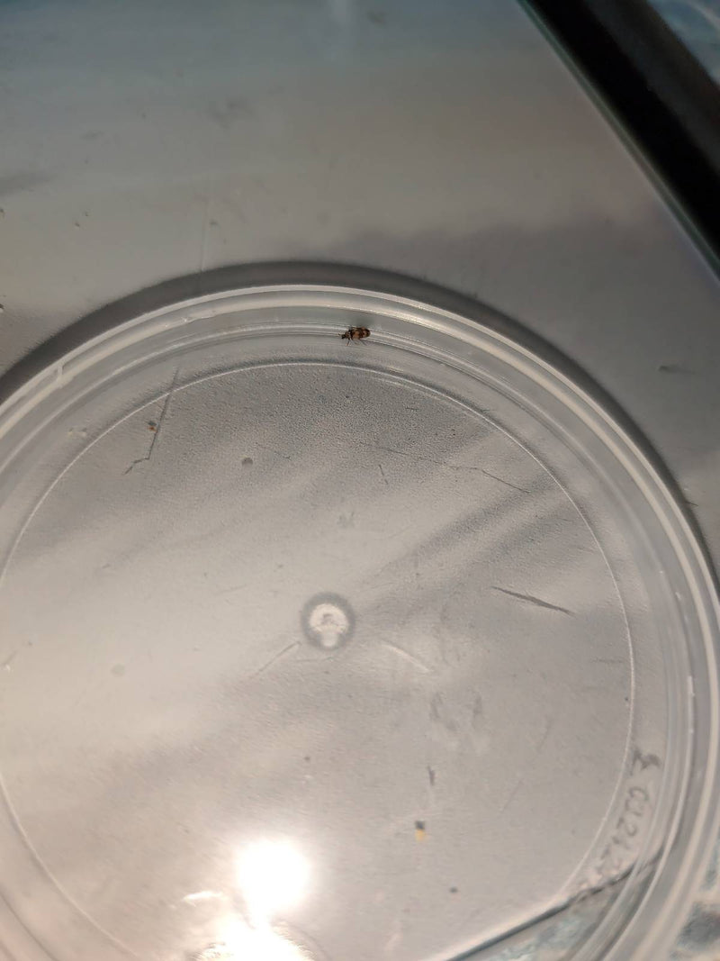 Coleotteri da museo o da gabinetto — Bild 4