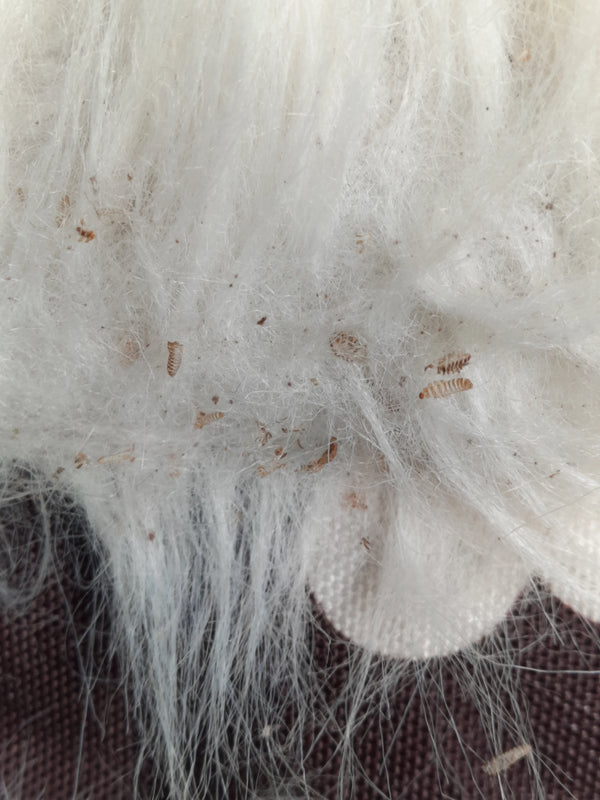 Diverse larve setolose dell'antreno dei tappeti strisciano su una superficie chiara e fibrosa. Sono chiaramente visibili e tipiche di questo insetto dannoso.