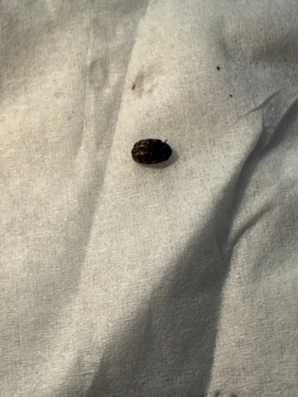 Un singolo coleottero dei tappeti è visibile dall'alto su una superficie chiara e strutturata.