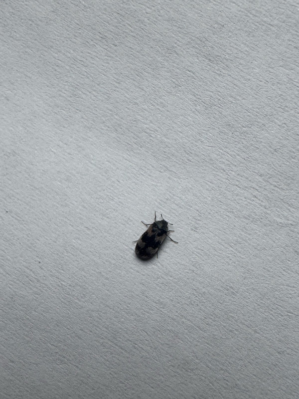 Un singolo tignola dei tappeti si trova su una superficie chiara e strutturata. L'insetto è chiaramente visibile dall'alto.