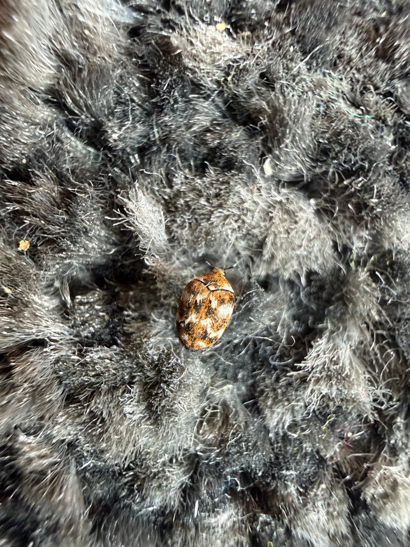 Coleotteri da museo o da gabinetto — Bild 2