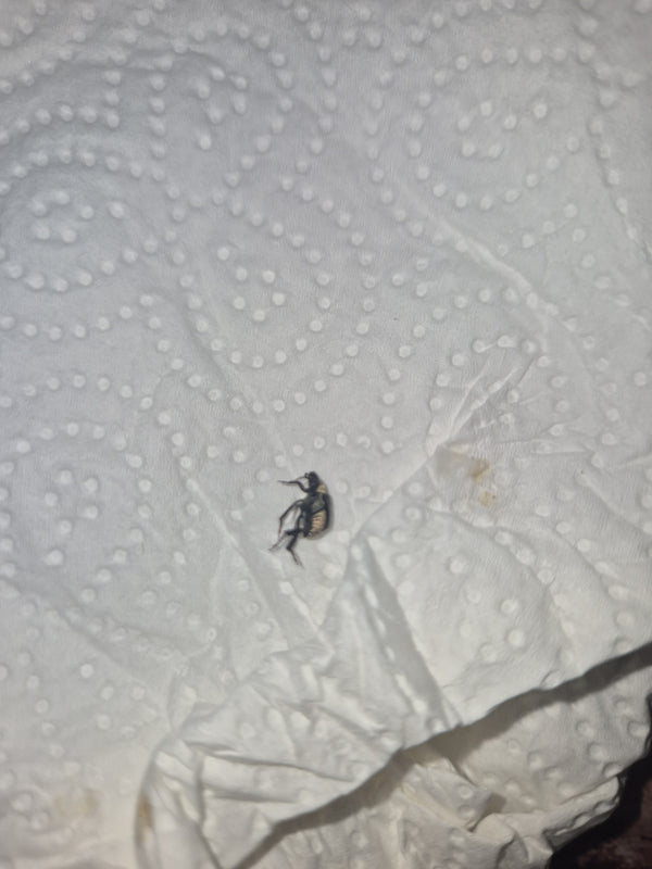 Un piccolo coleottero delle dermestidi è visibile dall'alto su un tovagliolo di carta bianco. L'insetto è chiaramente riconoscibile con la sua livrea tipica.