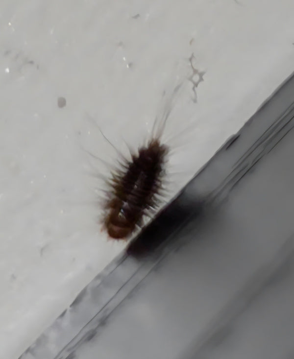 La larva bruna e setolosa di un armeno del verbasco striscia su una superficie chiara. Si notano evidenti ciuffi di peli all'estremità posteriore.