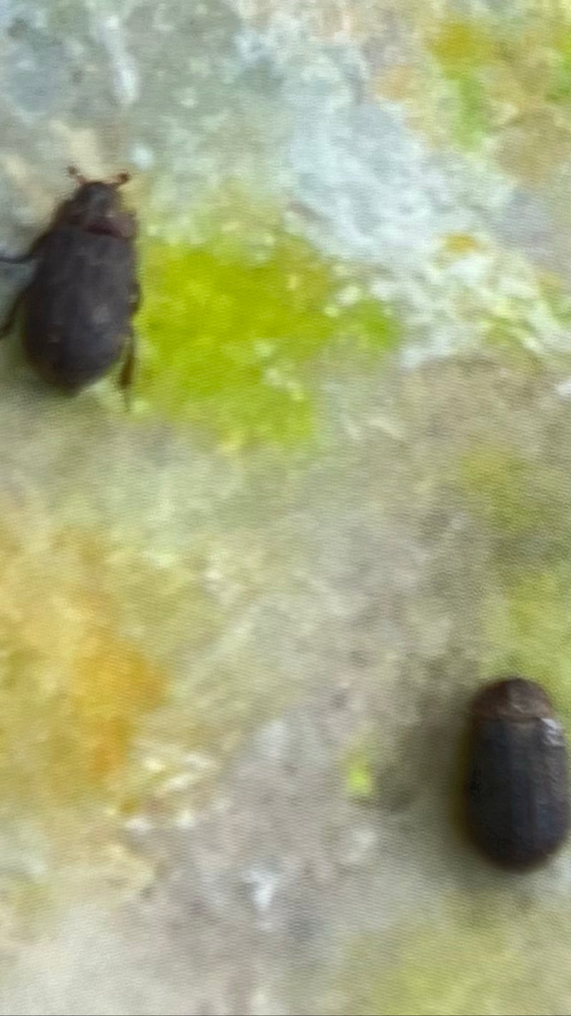 Coleotteri da museo o da gabinetto — Bild 2