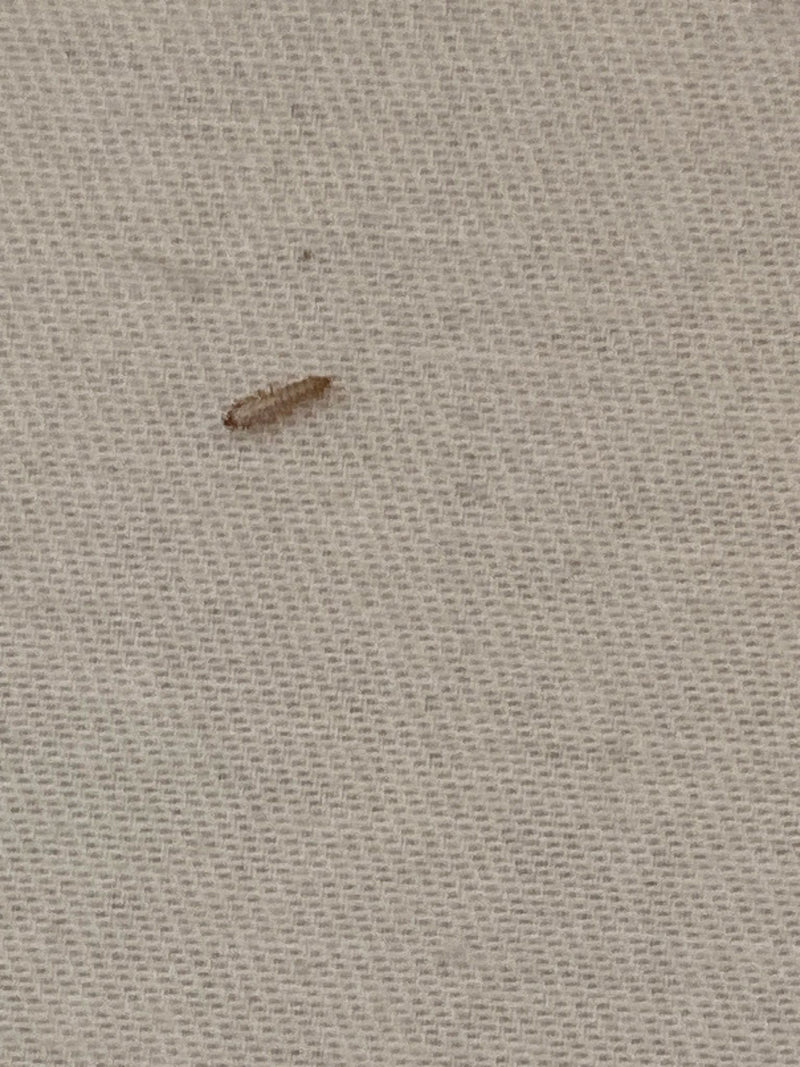 Coleotteri da museo o da gabinetto — Bild 5