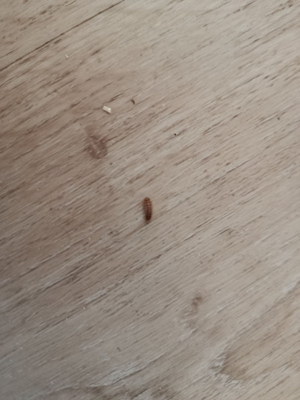 Una piccola larva setolosa di antreno del Verbasco è visibile su un pavimento in legno chiaro. L'insetto si muove lentamente sulla superficie.