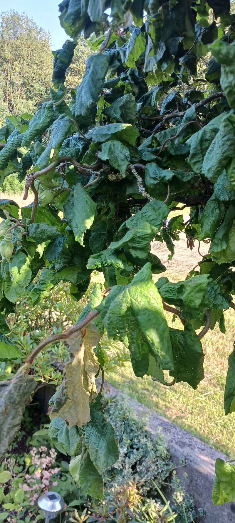 Cocciniglia lanosa — Bild 1