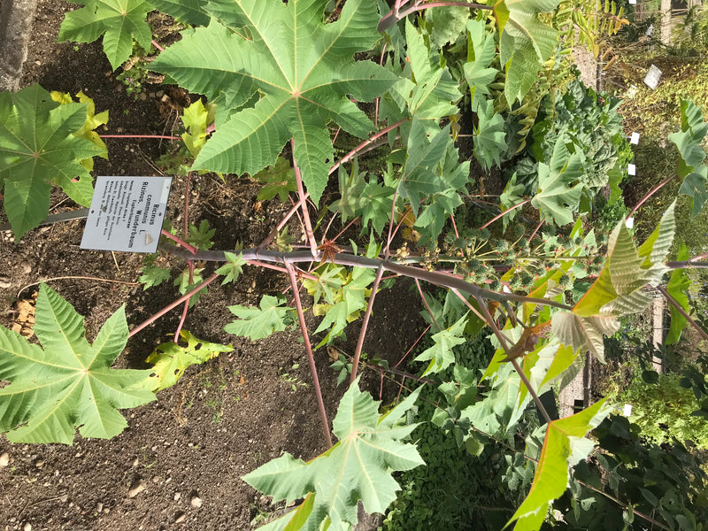 Si vede una giovane pianta di ricino con caratteristiche foglie lobate a forma di stella e steli rossastri, fotografata dall'alto in un'aiuola del giardino.