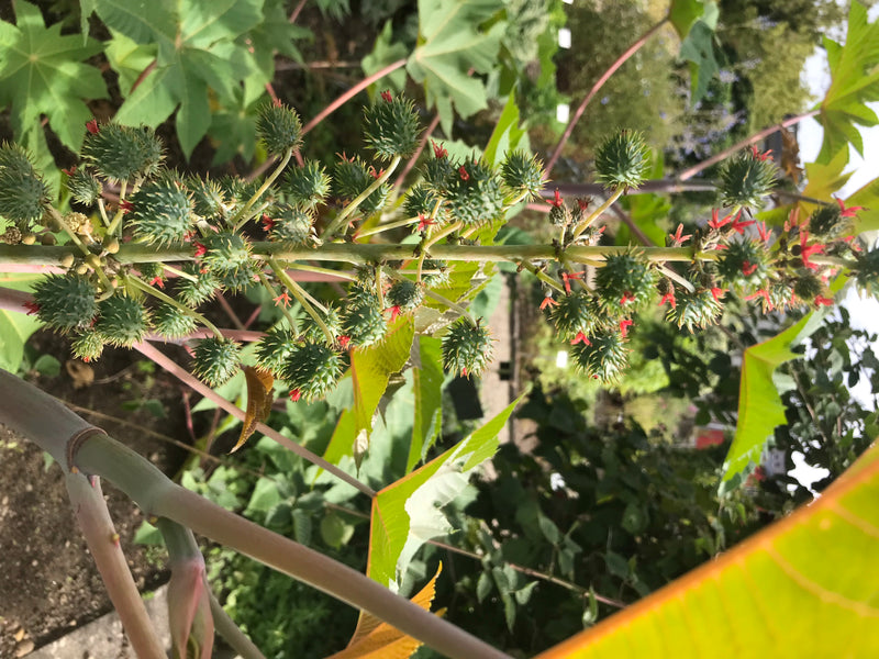 L'immagine mostra la caratteristica infiorescenza e il grappolo di frutti di una pianta di ricino. I frutti spinosi a capsula e i piccoli fiori rossi sono at...