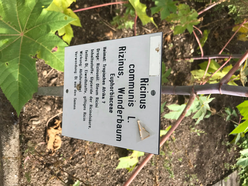 Fagiolo di ricino — foto 3 di 15