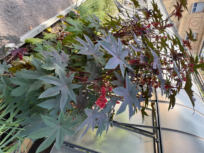 Una vigorosa pianta di ricino con grandi foglie palmate e grappoli di frutti rossi spinosi cresce contro una serra.