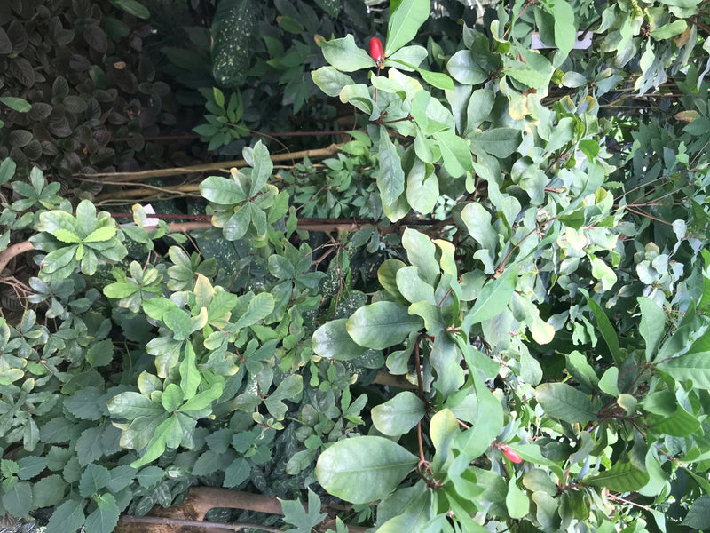 L'immagine mostra una pianta dimiracolo con le sue caratteristiche bacche rosse e foglie verdi. La pianta cresce in un ambiente verde e rigoglioso.