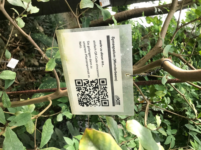 Bacca miracolosa — foto 1 di 4