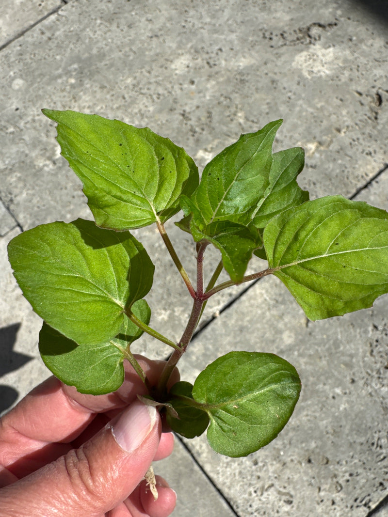 Fiore miracoloso — Bild 1